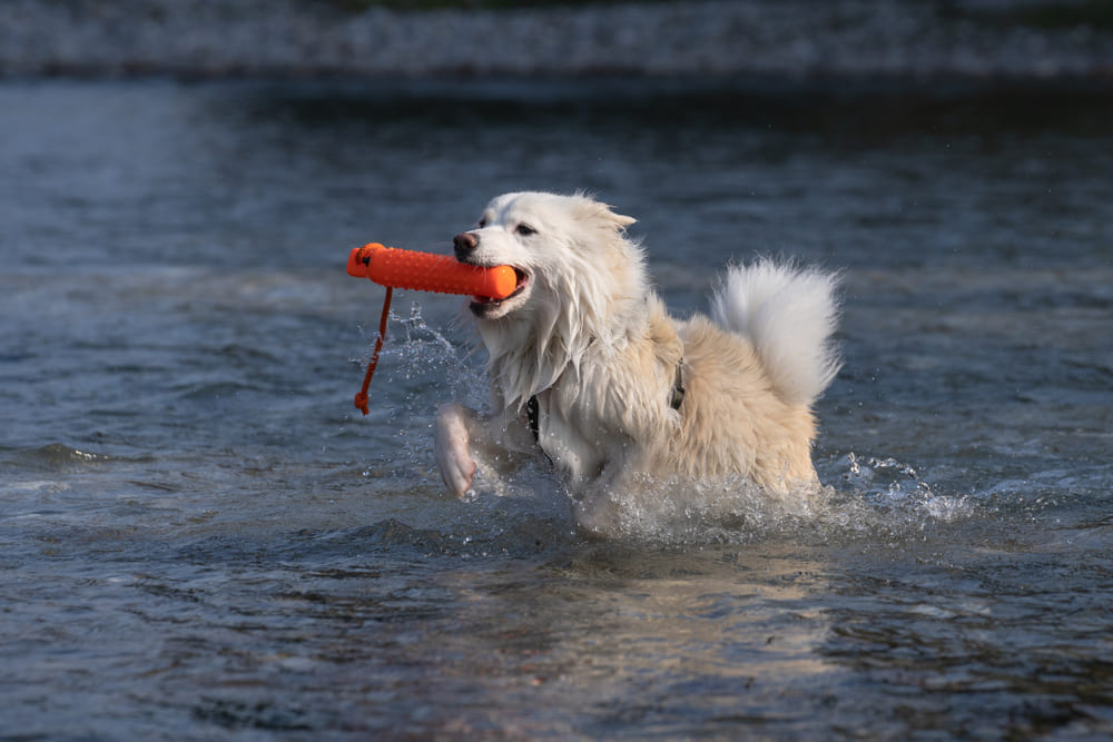 Исландская овчарка белого цвета