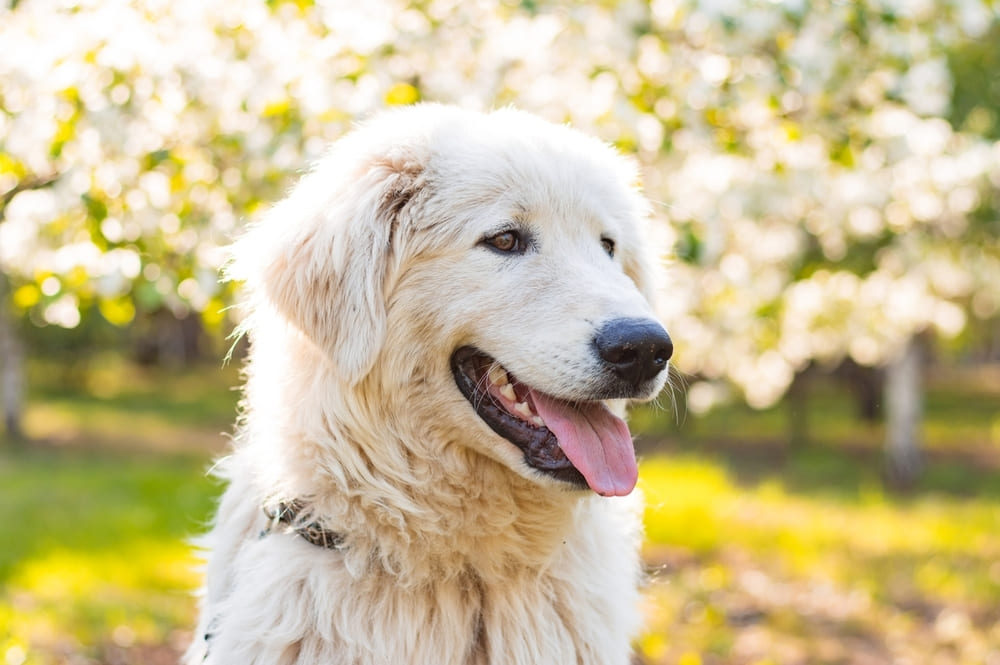 Маремма-абруццкая овчарка сидит