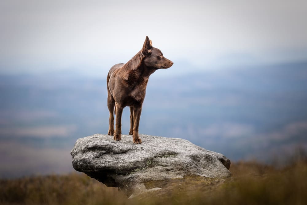 Рабочая собака келпи