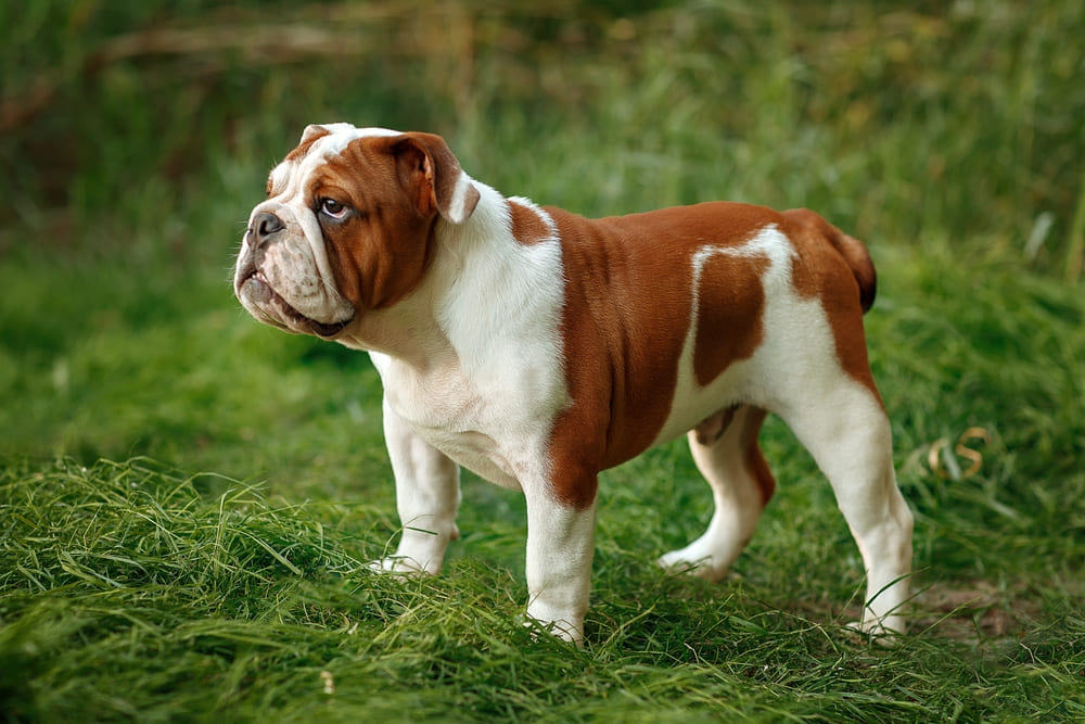 Описание английских бульдогов есть в стандарте