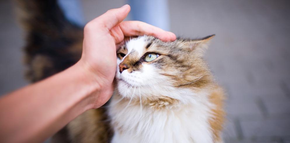 Почему котенок дрожит: причины, симптомы болезни, когда нужно обратиться к  ветеринару
