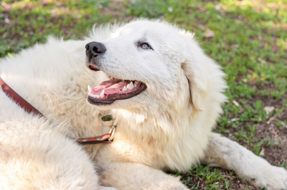 Маремма-абруццкая овчарка отдыхает