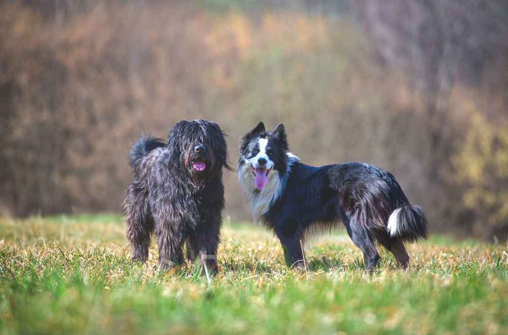 Бергамаско и колли