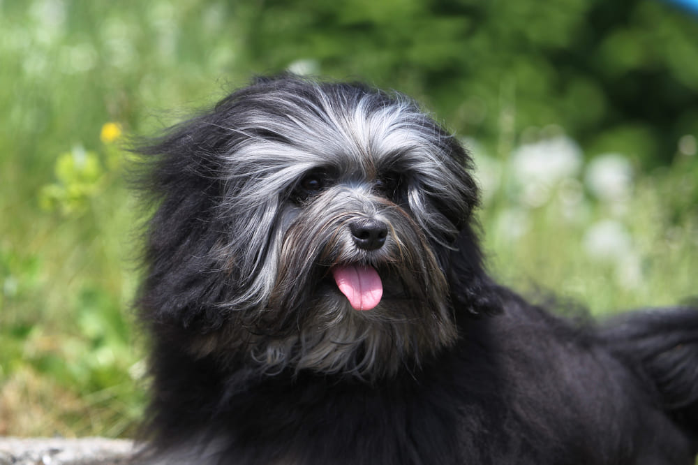 Малая львиная собака темного окраса