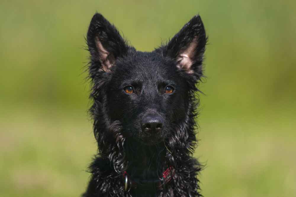 Собака породы муди смотрит в камеру