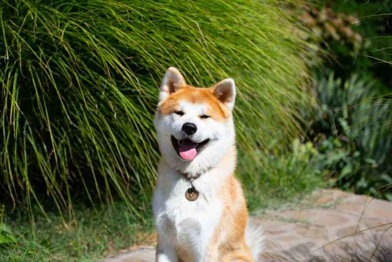 Изображениe — Рыжая акита-ину Рыжая акита-ину
