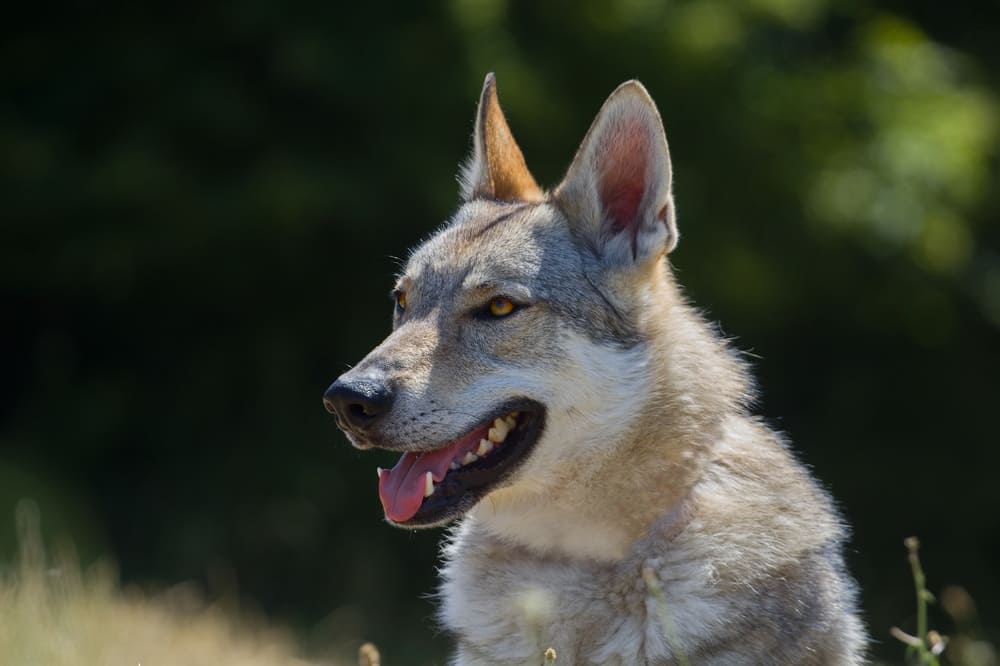 Чешский влчак
