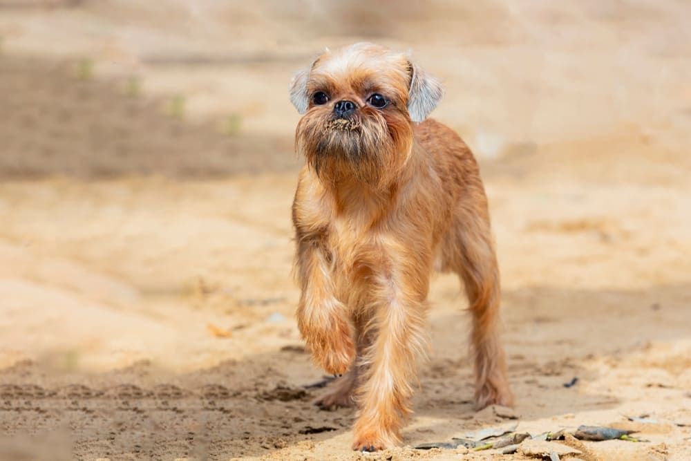 Гриффон рыжего окраса