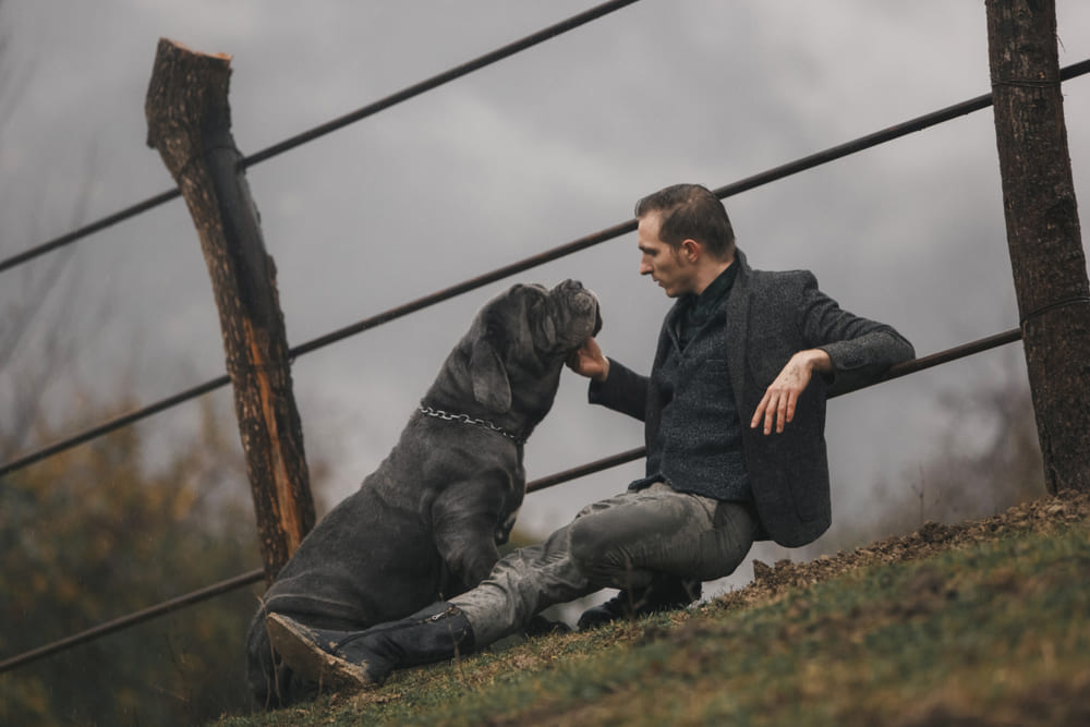 Порода собак мастино