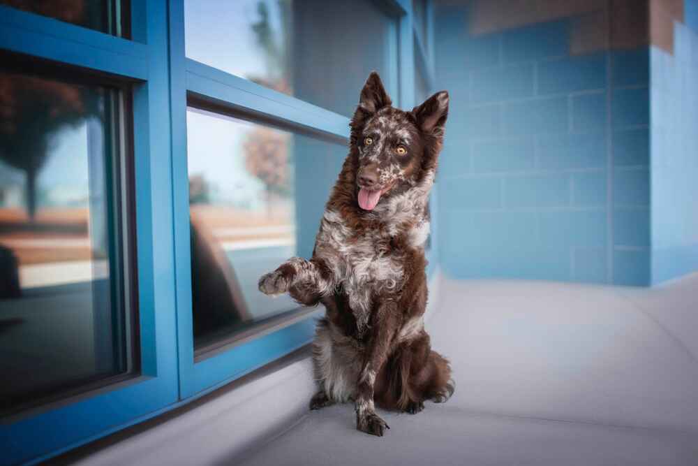 Милая собака муди