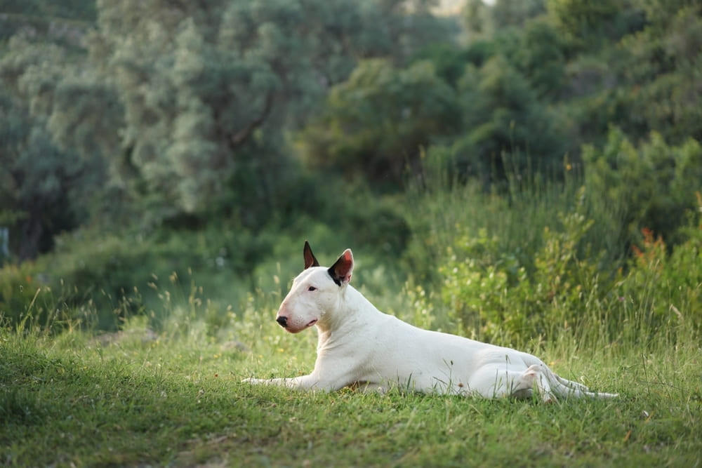 Это собака бультерьер