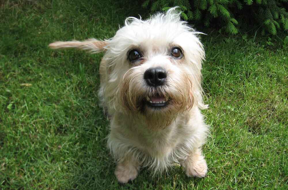 Денди-динмонт-терьер смотрит вверх