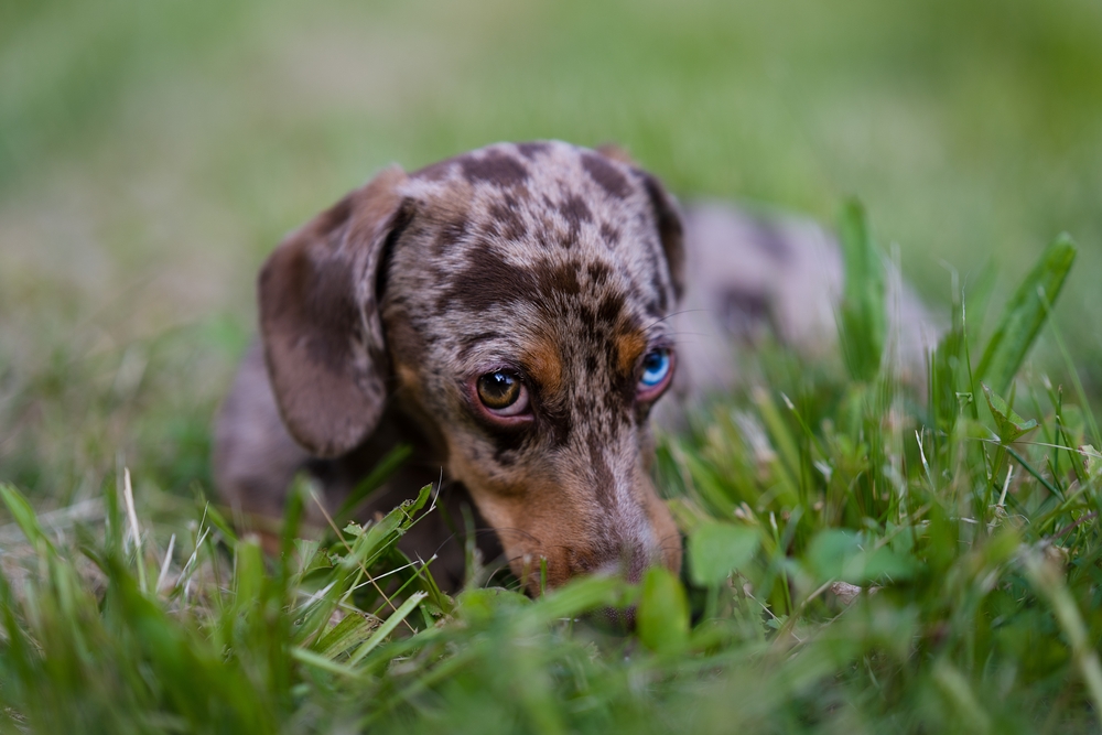 Изображениe — Мраморная такса с гетерохромией Мраморная такса с гетерохромией