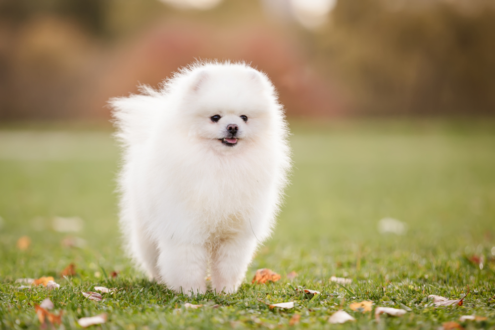 Белый шпиц на прогулке в парке