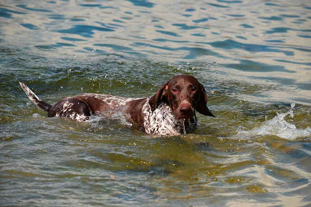 Изображениe — Курцхаар в воде Курцхаар в воде
