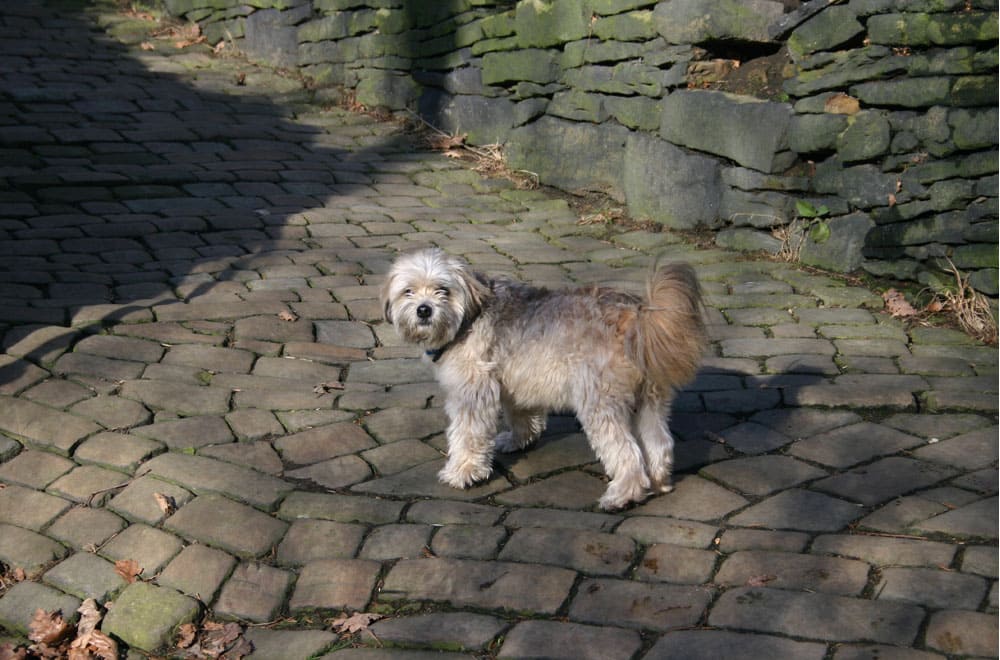 Малая львиная собака на мостовой