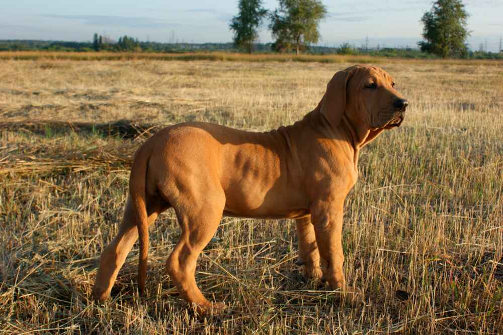 Бразильский фила в поле