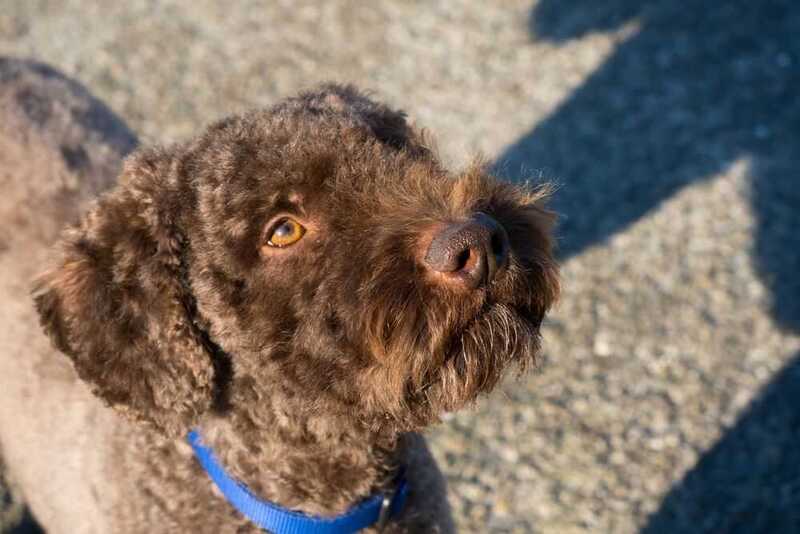 Морда барбета