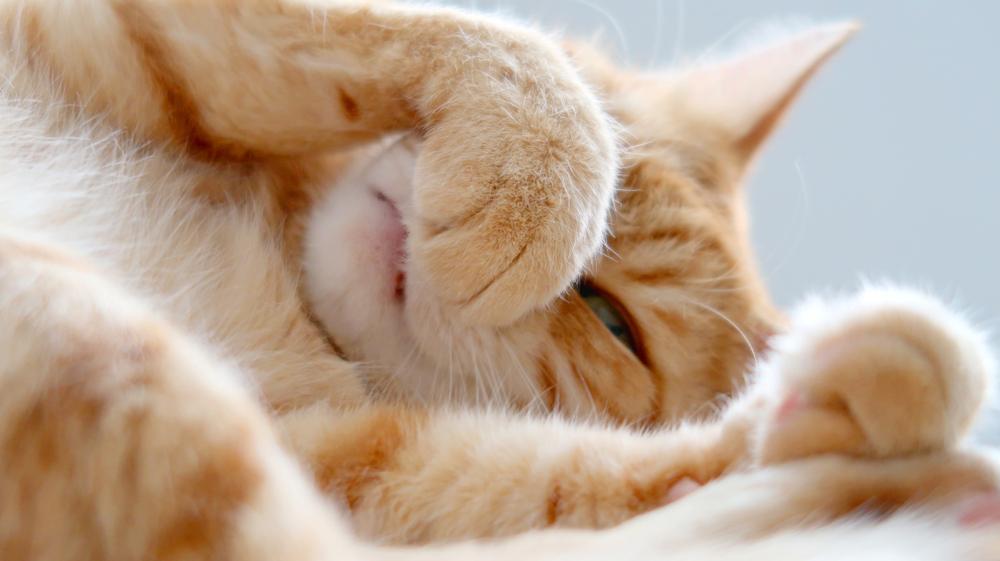 Почему кошки прячут нос: 4 возможные причины и их объяснение