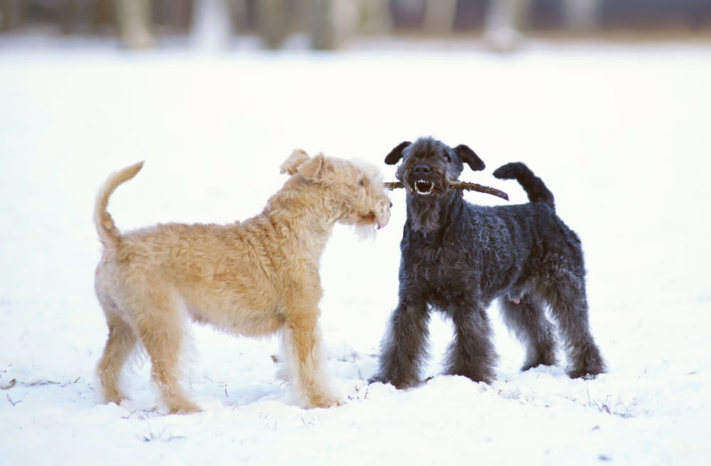 Лейкленд-терьер играет