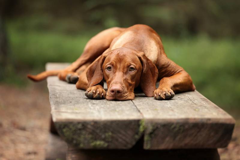 Язва желудка у собак: основные симптомы и лечение