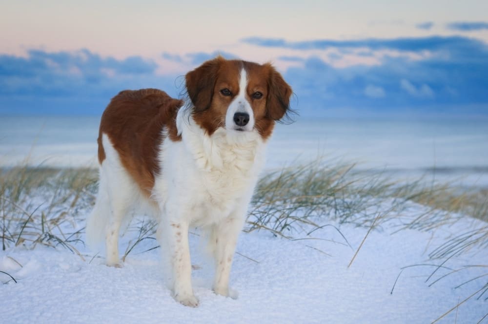 Коикерхондье стоит на снегу