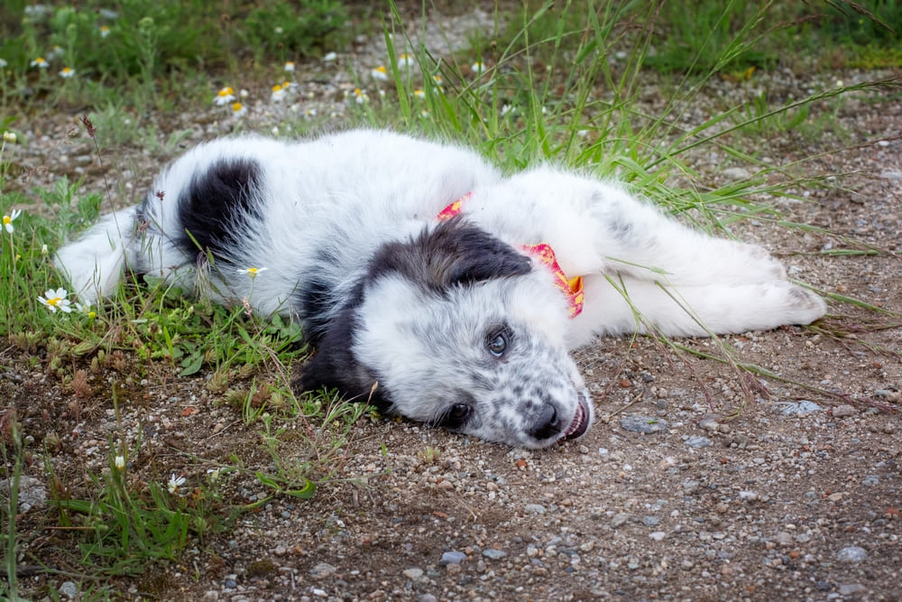 Щенок болгарской овчарки лежит
