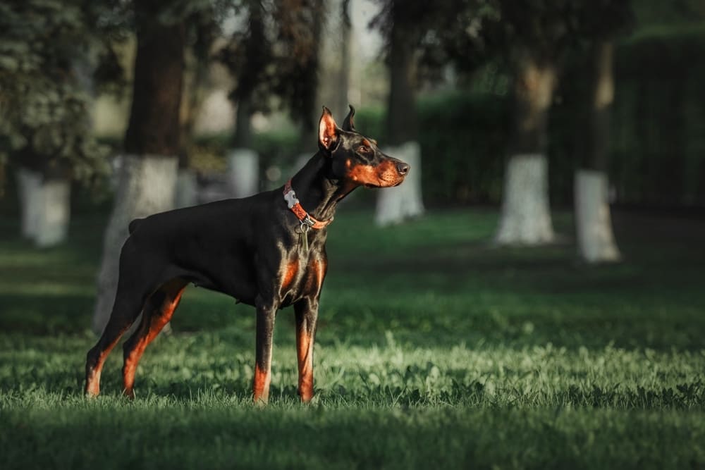 Доберман в летнем парке