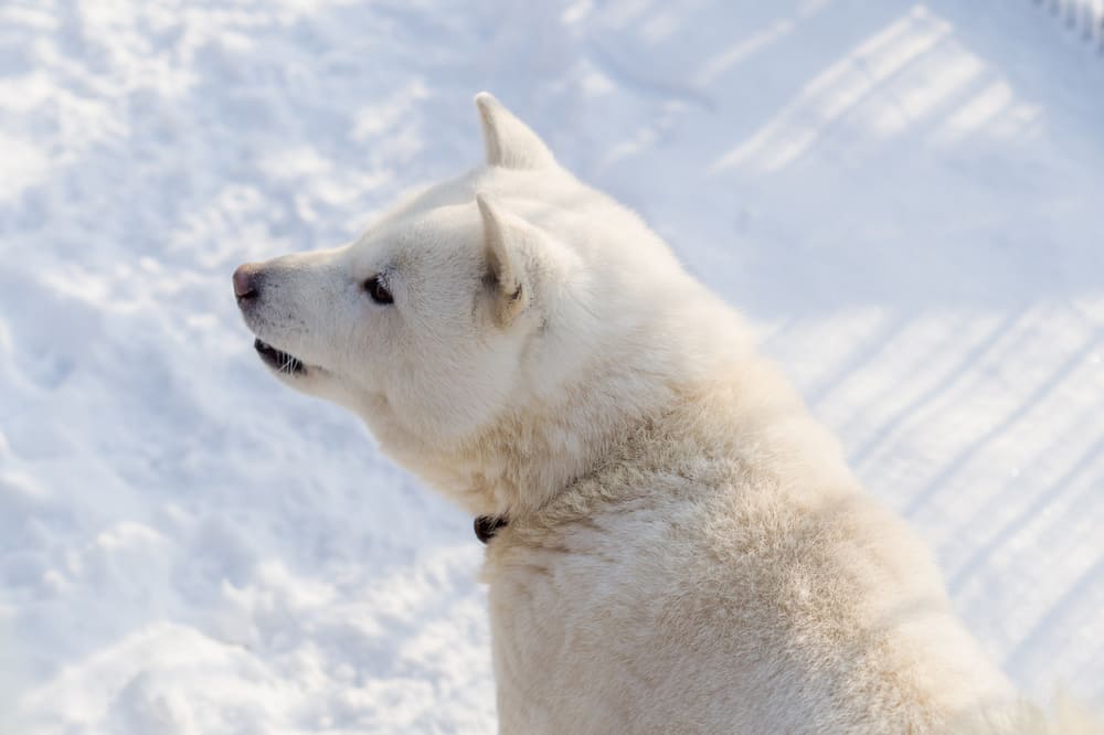 Собаки хоккайдо считаются редкими