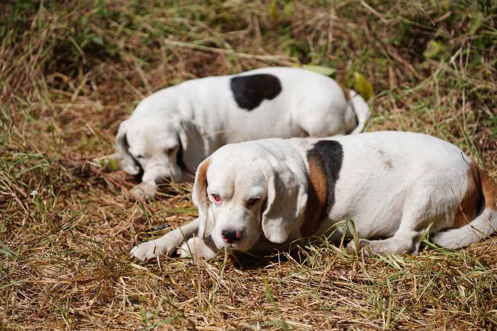 Бигль отдыхает