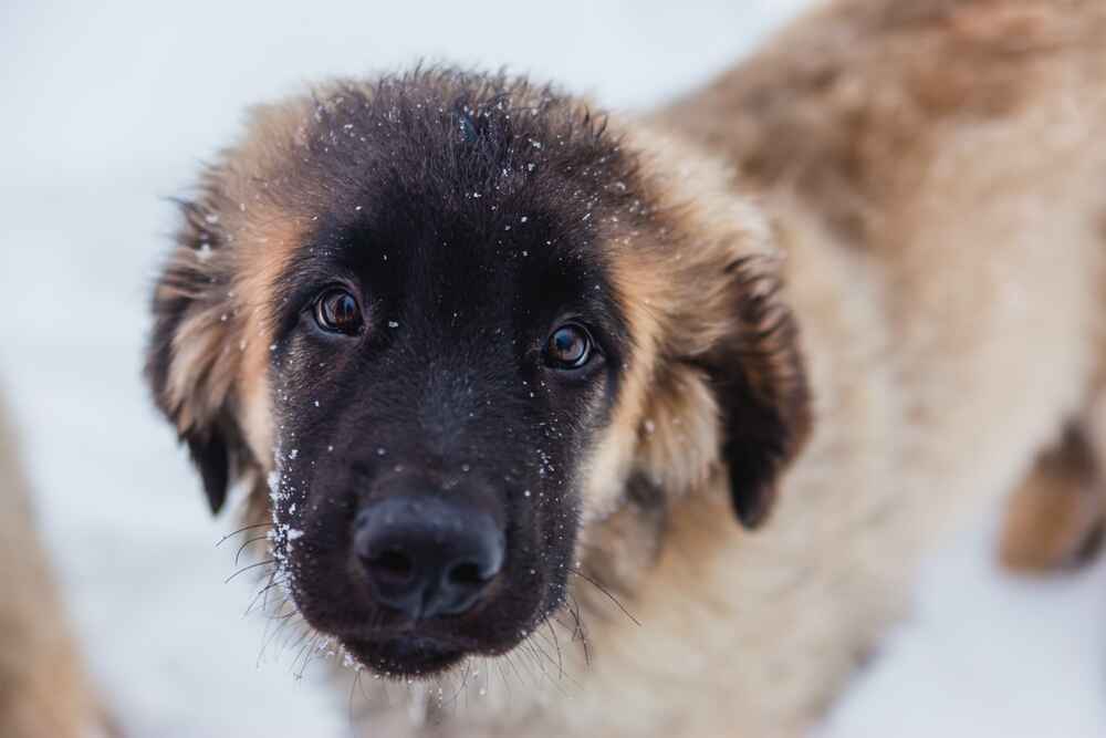 Порода собак из Германии леонбергер