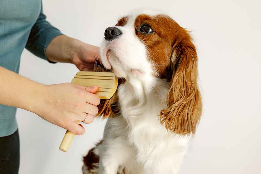 Кавалер-кинг-чарльз-спаниеля вычесывают