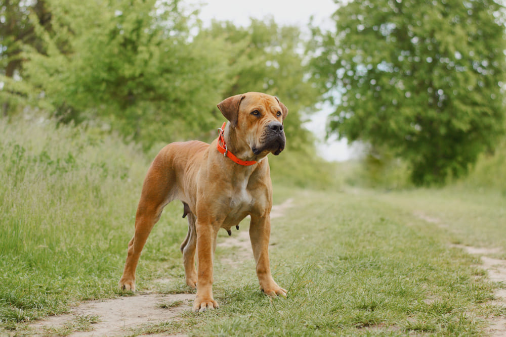 Бурбуль является мастифом