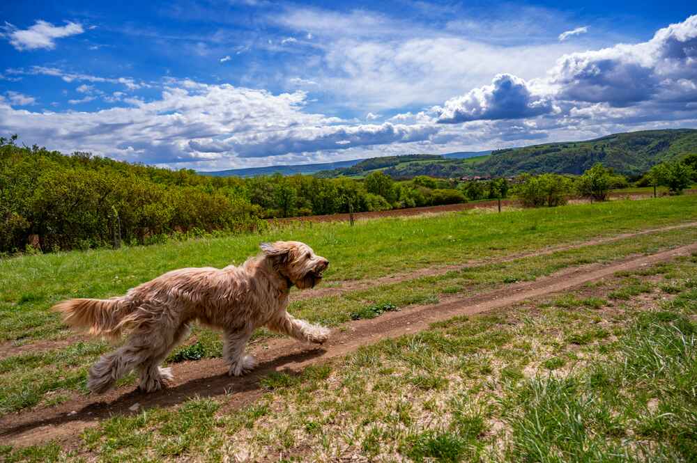 Бриар бежит по дороге