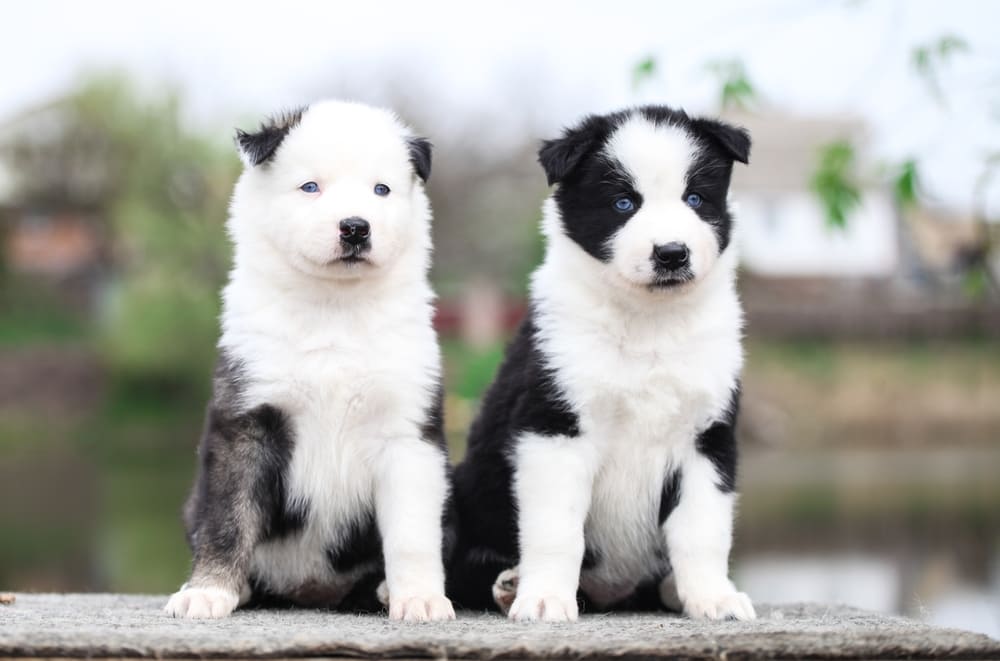 Несколько щенков якутской лайки