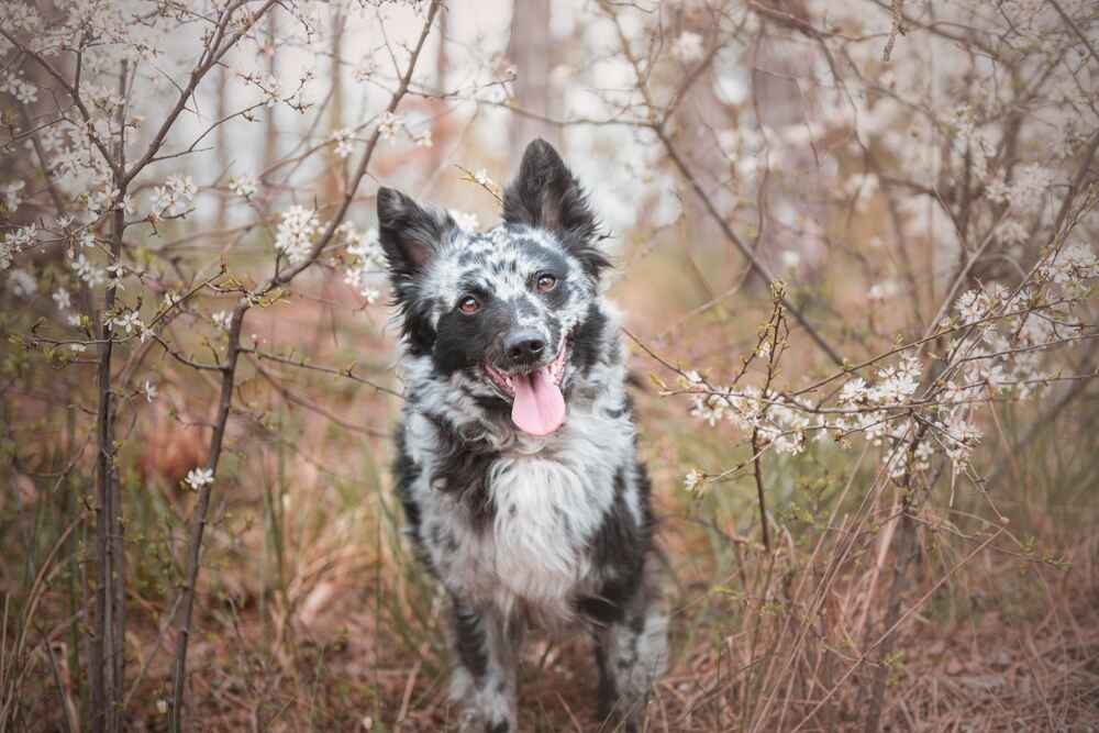 Собака породы муди смотрит вперед