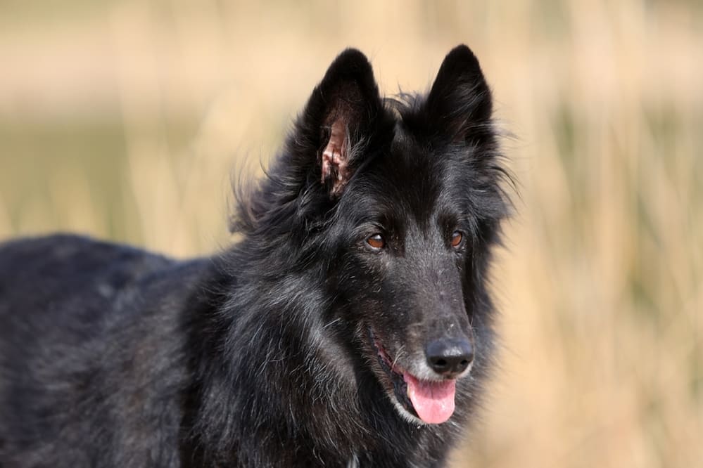 Красивая овчарка грюнендаль