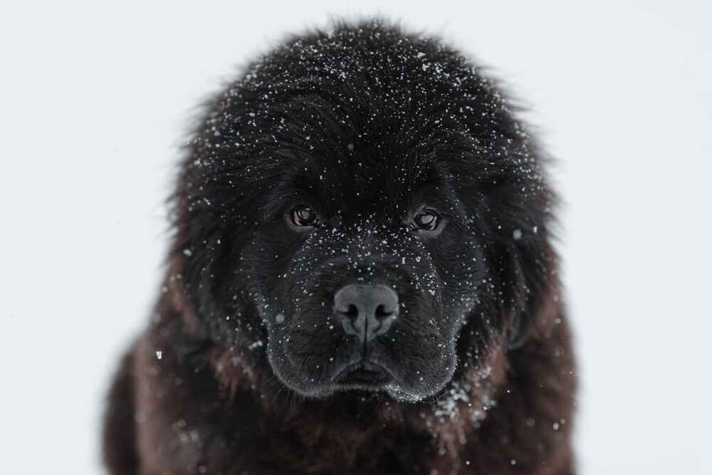 Морда щенка ньюфаундленда