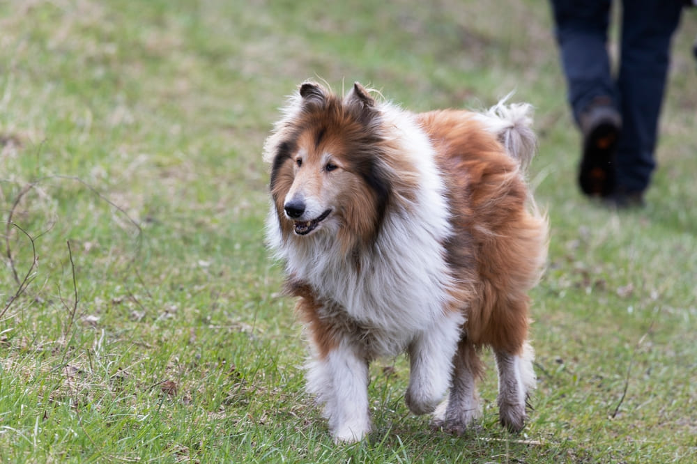 Колли гуляет