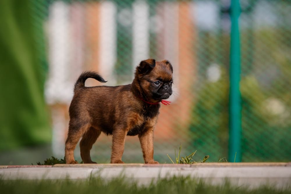 Щенок пти-брабансона летом