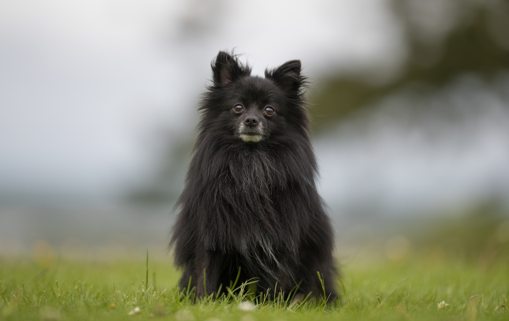 Изображениe — Черный шпиц сидит Черный шпиц сидит