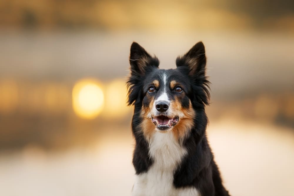 Портрет бордер-колли