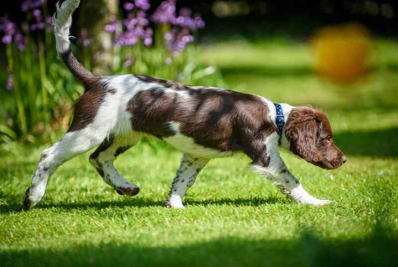 Взрослеющий английский спрингер