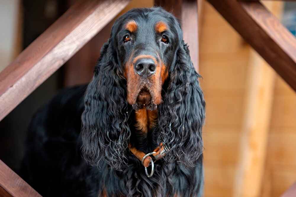 Изображениe — Взрослый шотландский сеттер Взрослый шотландский сеттер