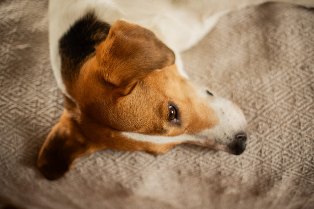 Фоксхаунд отдыхает