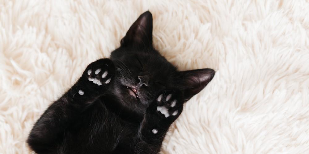 Как можно назвать черного кота или кошку: клички от А до Я