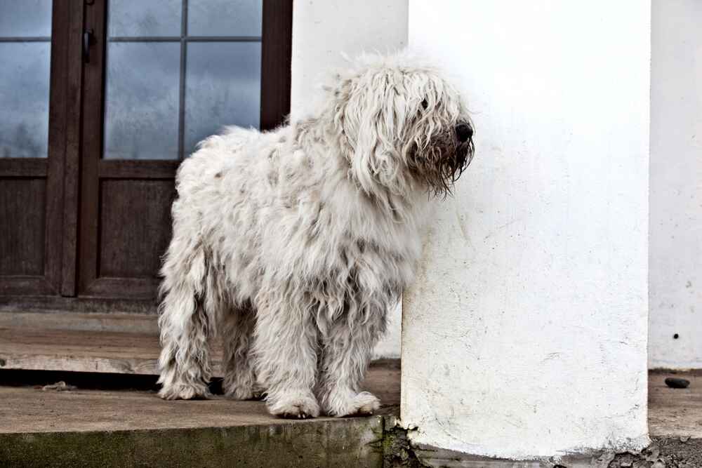 Порода комондор