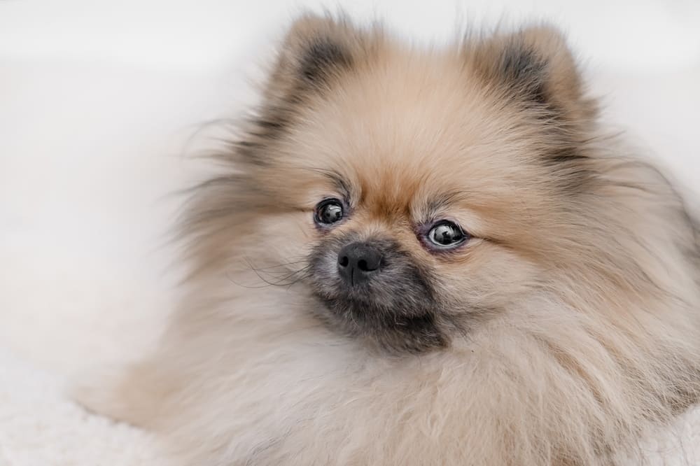 Померанский шпиц красивого окраса