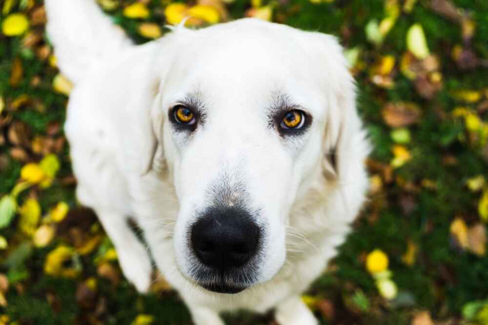Словацкий чувач в осеннем парке