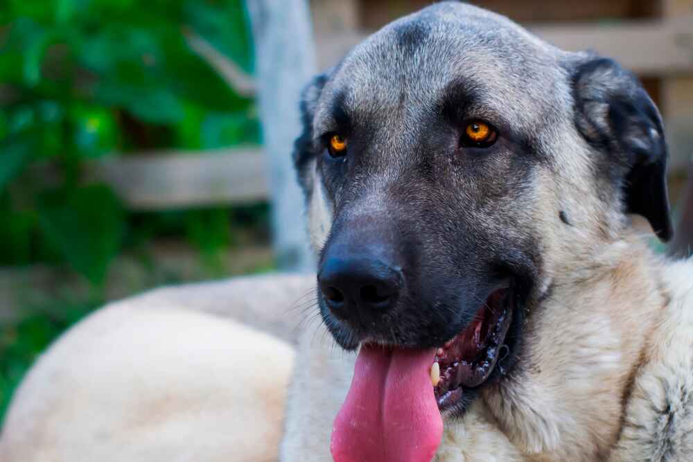 Анатолийская овчарка смотрит в камеру